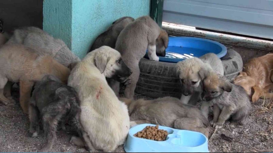 Türkiye'de 13 milyon civarında kedi ve köpek, 200'ün üzerinde bulaşıcı hastalık var
