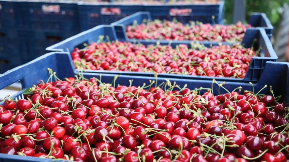 T�rkiye'nin kiraz ihracat� 235 milyon dolara ula�t�