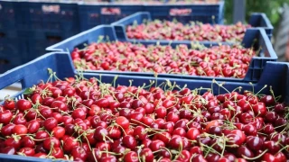 T�rkiye'nin kiraz ihracat� 235 milyon dolara ula�t�