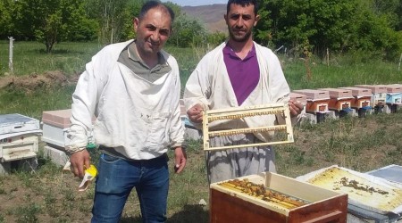 Tuzluca'da Arı sütü sağımı başladı