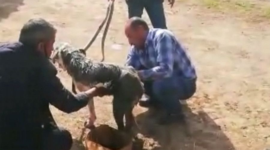 Uyuz k�pe�e motor ya�� ile tedavi