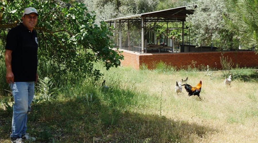 Uzmanlardan m�stakil evlerde ya�ayanlara �tavuk edinin� tavsiyesi 