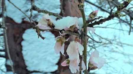 Yalancı bahar meyve ağaçlarını vurdu
