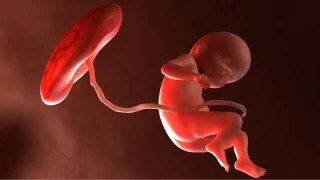 Yapay Rahim Premat�re Bebekler ��in Umut I���� Olabilir