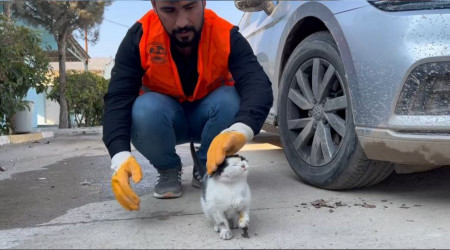 Yaral kedi hastane aciline gitti