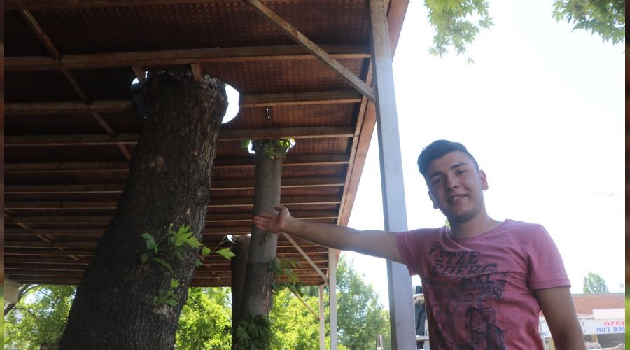 Yar�m as�rl�k ��nar a�ac�n� kesmeye k�yamad�