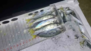 Yasal boy denetimi: Bin 845 kilo istavrite el konuldu
