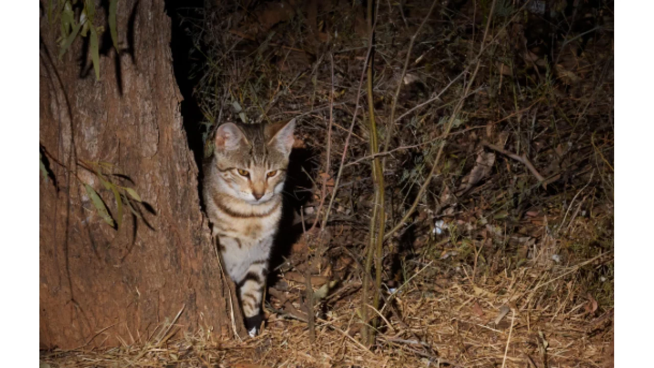 Yeni Zelanda'da yabani kedilere idam ferman hazrland