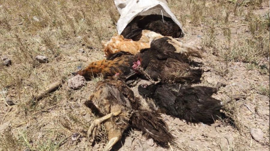 Yüksekova'da başıboş köpekler 50 tavuğu telef etti