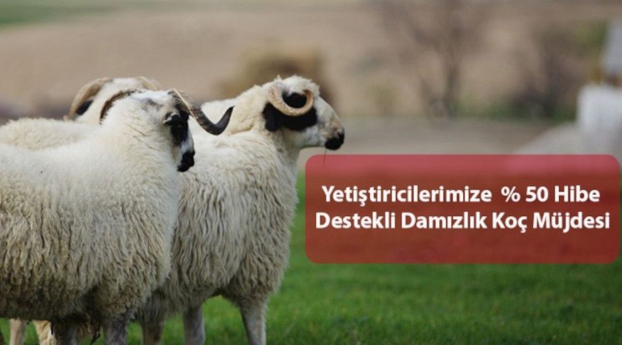 Yzde 50 hibe destekli damzlk ko mjdesi