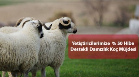 Yüzde 50 hibe destekli damızlık koç müjdesi
