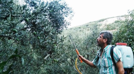 'Zeytin sineği' ile mücadele