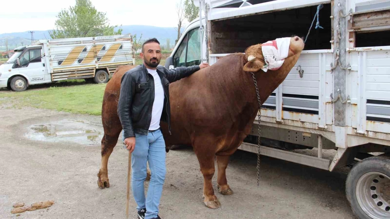 1 tondan fazla Paşa, alıcısını bekliyor