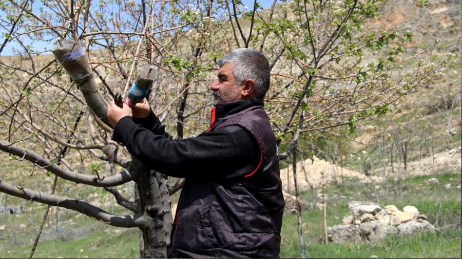 36 yıldır dağlardaki verimsiz ağaçları aşılayarak verimli hale getiriyor