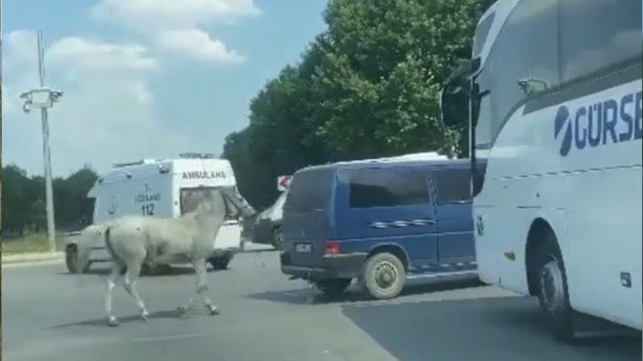 40 derecede atı aracın arkasına bağlayıp koşturdular