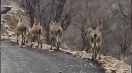 Aç kalan yaban keçileri köye indi