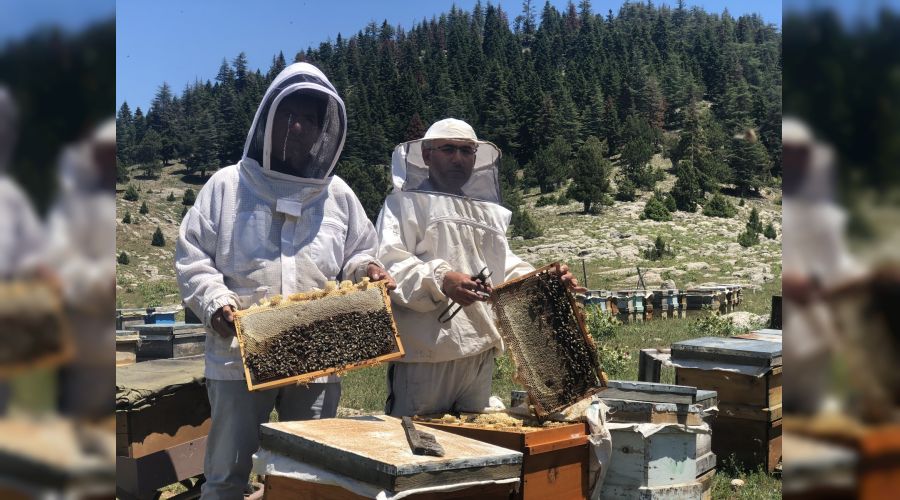 Adana Kozan'da "Mezla bal� hasad� ba�lad�"
