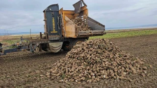Adilcevaz'da pancar sökümü hızla devam ediyor
