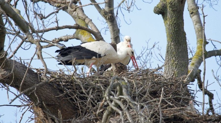 Afrika'dan göcen leylekler Samsun'a geldi
