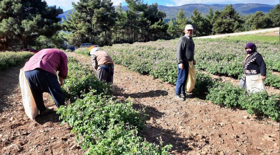 Afyonkarahisar'da ya�l�k g�l hasad� ba�lad�