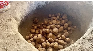 Ağrı'da kışlık patatesler geleneksel yöntemle toprağa gömülerek korunuyor