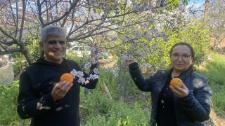 Aksu'da badem a�a�lar� �ubat ortas�nda �i�ek a�t�