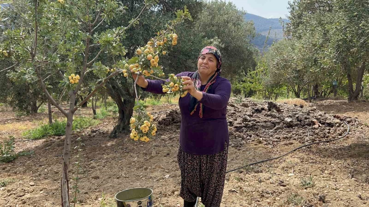 Al��ta hasat ba�lad�: Kilosu 200 TL'den al�c� buluyor