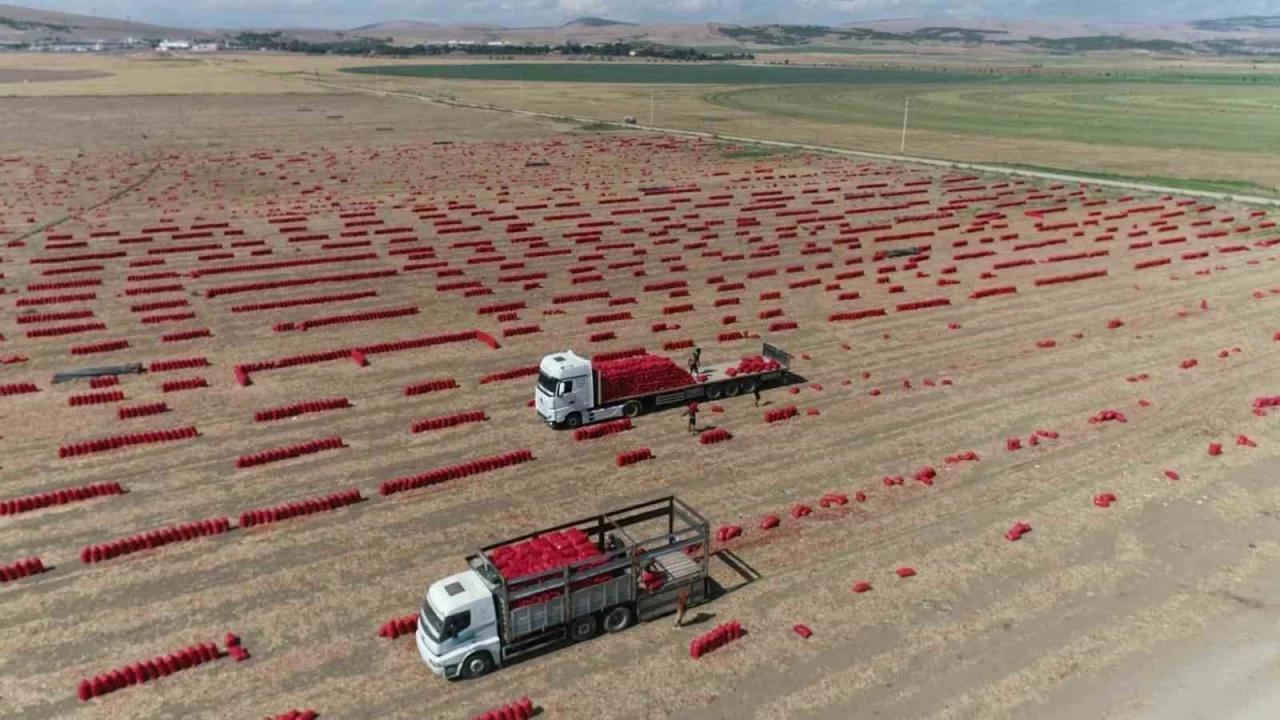 Amasya'da so�an tarlada bir ayd�r sadece 6 TL