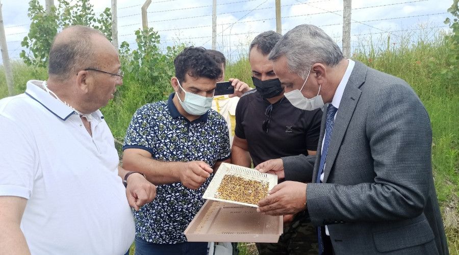 Ana Arı Üretim İşletmesi'nde üretilen ilk ana arıların dağıtımı başladı