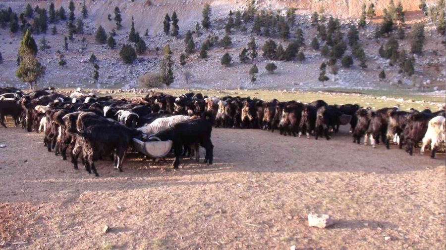 Antalya'da Yörüklerin yayladan dönüşü başladı