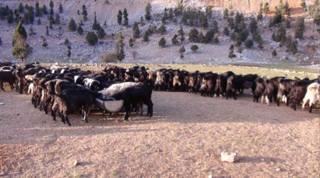 Antalya'da Yörüklerin yayladan dönüşü başladı