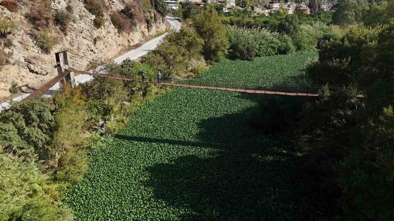 Asi nehri yeile brnd, su grnmyor