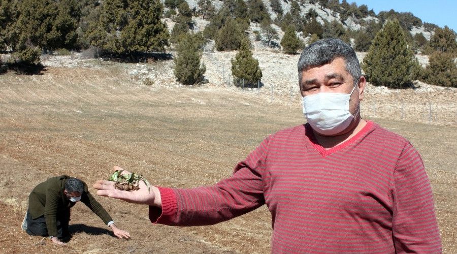 At�l tarlalar 'beyaz alt�n' salep ile ekonomiye kazand�r�lacak