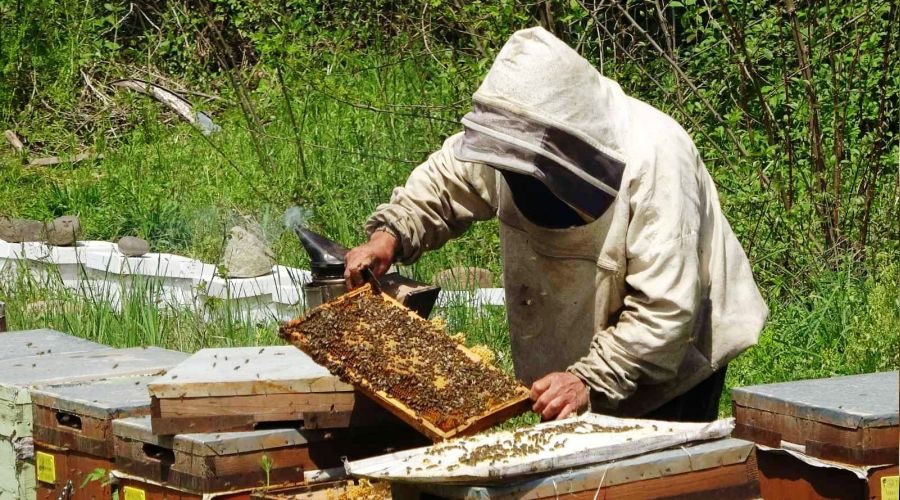 Bal ihracat� son d�nemde �ok artt�