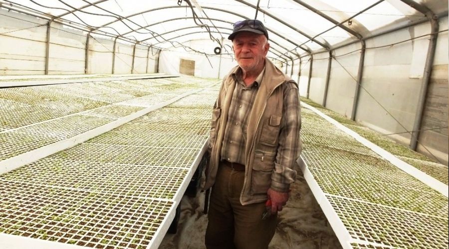 Balıkesir'de üretilen şeker otu Amerika'ya ihraç ediliyor