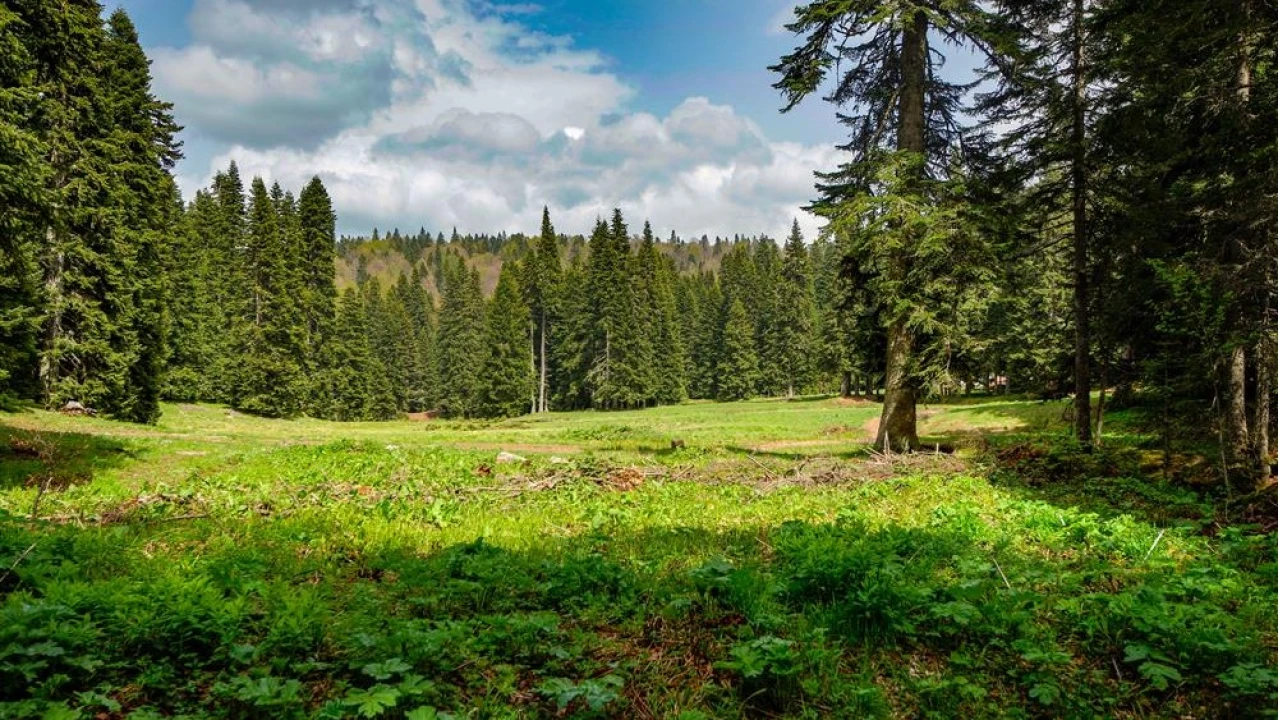 Bartın Ardıç Yaylası: Doğanın kalbinde bir nefes