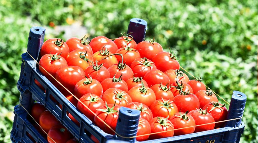 Başkent’te 8 milyon sebze fidesi çiftçiyle buluşuyor