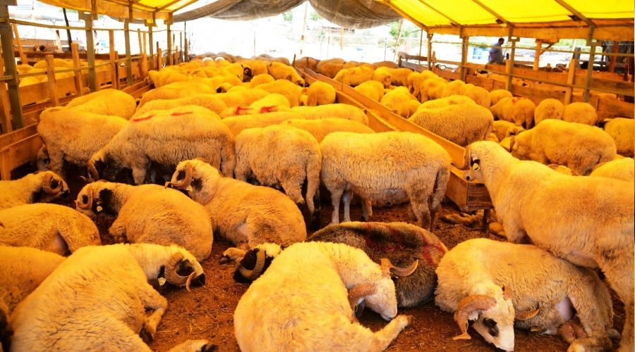 Bayram deri sektrne nefes aldracak