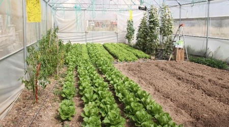 Beyşehir'de kurulan seralarda 12 ay üretim yapılabiliyor