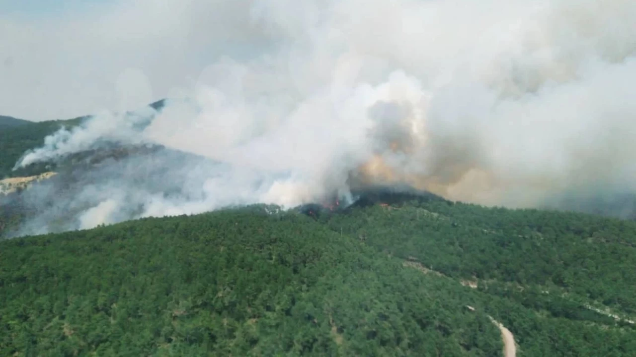 Bin hektar ormanl�k alanla 600 milyon lira da k�l oluyor