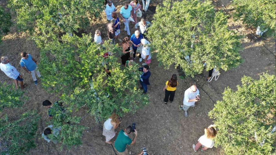 Bodrum'da mandalinalara dijital kimlik verilecek