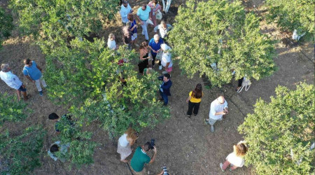 Bodrum'da mandalinalara dijital kimlik verilecek