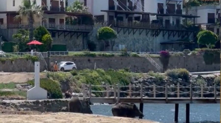 Bodrum'da sahili domuzlar bastı, o anlar kameralara yansıdı