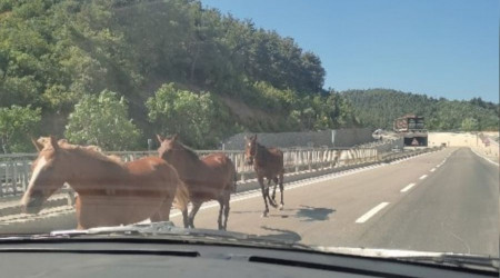Bursa'da başıboş atlar trafiği birbirine kattı