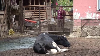 Bursa'da besiciler şapın yol açtığı zararların karşılanmasını istedi