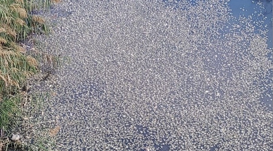 Bursa'da �evre felaketi