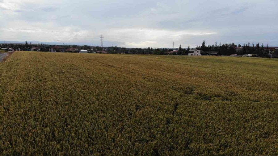 �ift�ilerin korkusu; 'Pas hastal���'