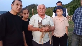 Çoban yavru ceylana keçi sütüyle bakıyor