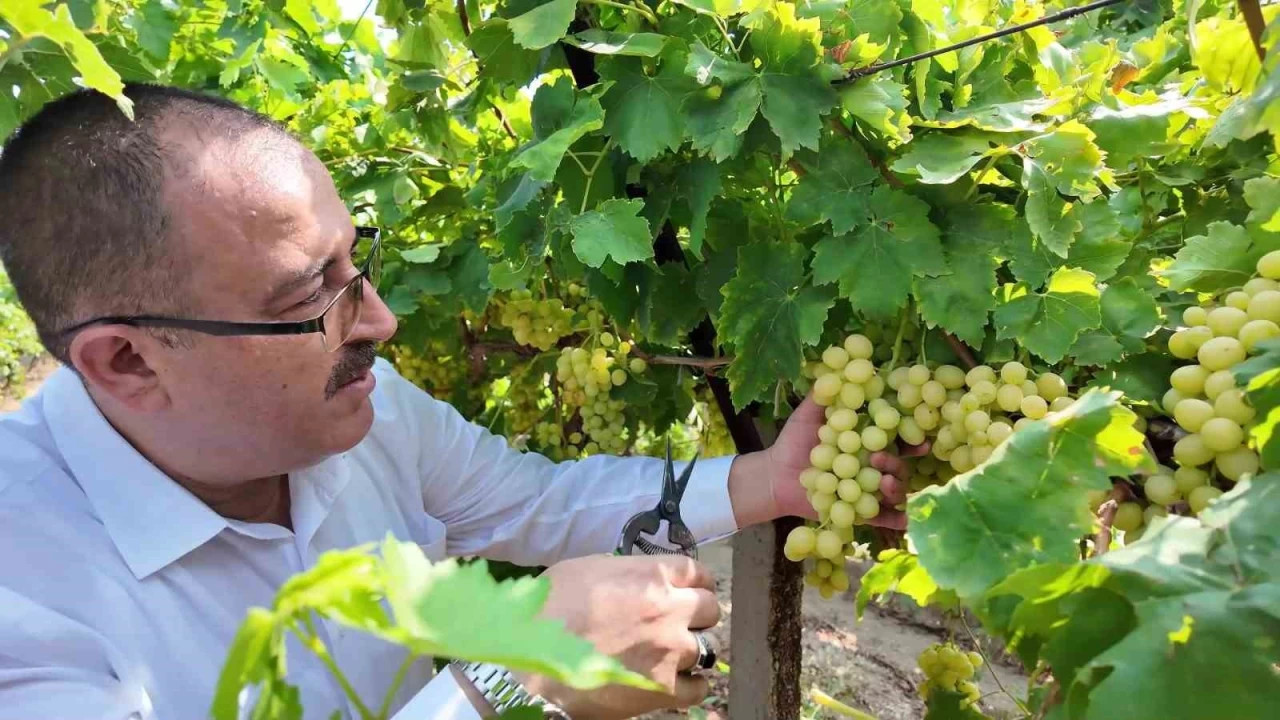 Denizli'de üzüm hasadı başladı
