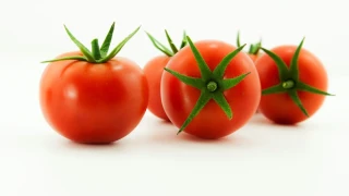 Domates �retimine bilimsel destek